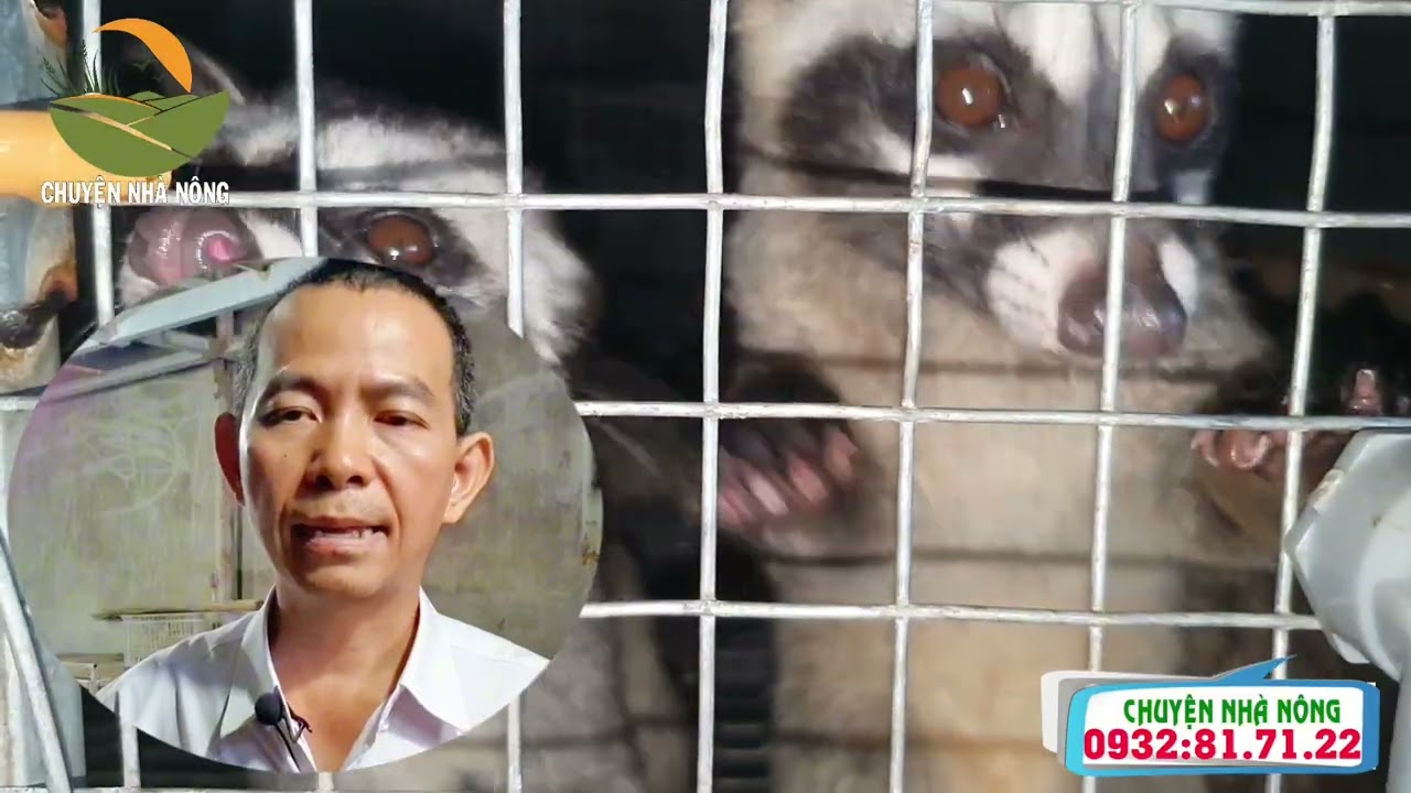 Để thu hồi vốn sớm, cần đầu tư con giống bao nhiêu tháng tuổi? | Nuôi chồn hương | Chuyện nhà nông