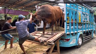 BONGKAR SAPI QURBAN UNIK 2024 TURUN DARI TRUK OLENG ‼️🔥🔥🔥