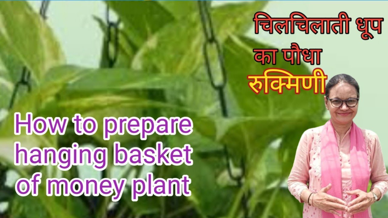 271 How to prepare hanging basket of money plant How to grow Ixora