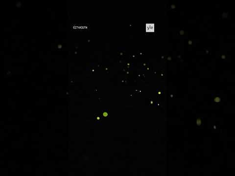 Näin välkkyvät tulikärpäset Kiinassa