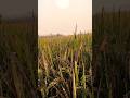 deshi life #viral #trending #trendingshorts