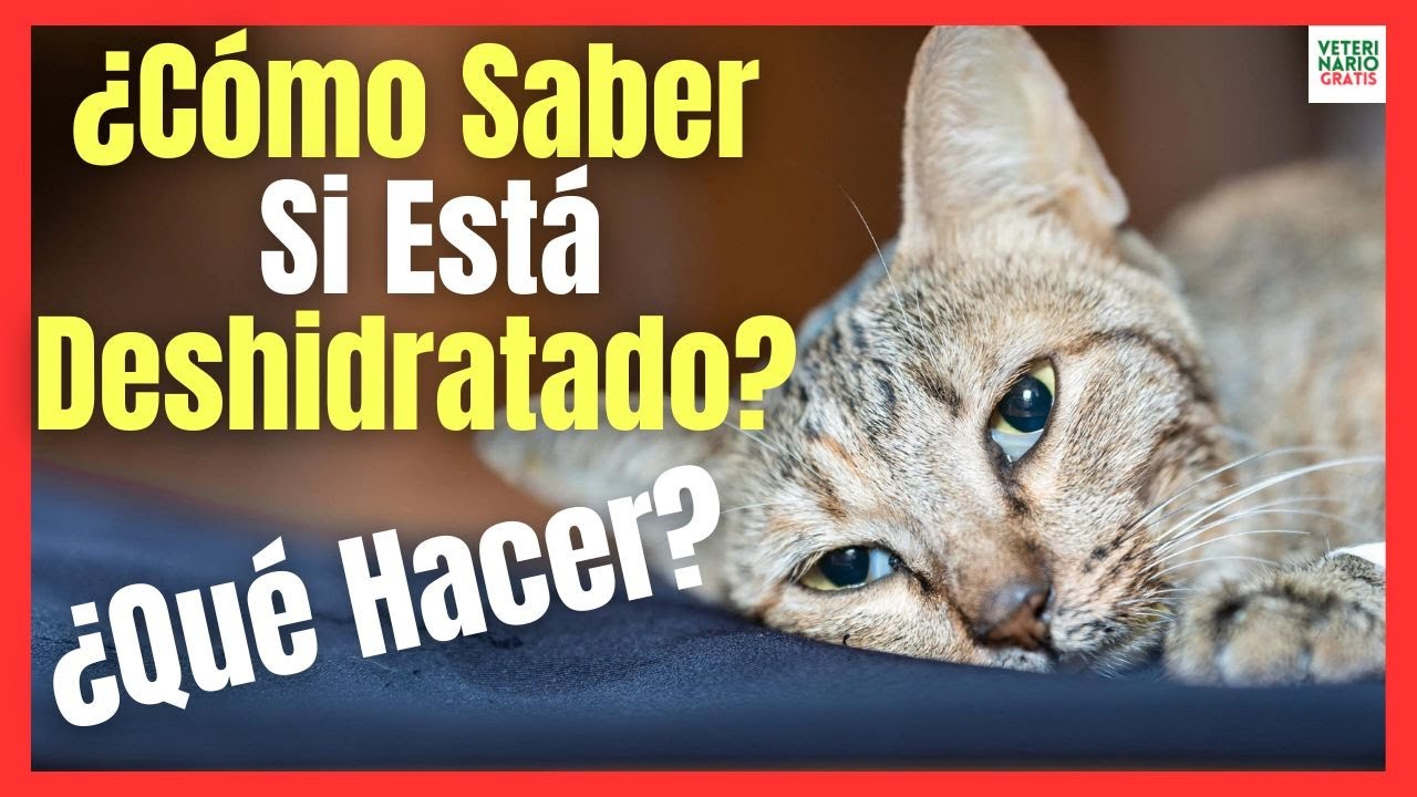 💘 ¿CÓMO SABER SI MI GATO ESTÁ DESHIDRATADO? 💘 ¿CÓMO HIDRATAR A UN GATO ...
