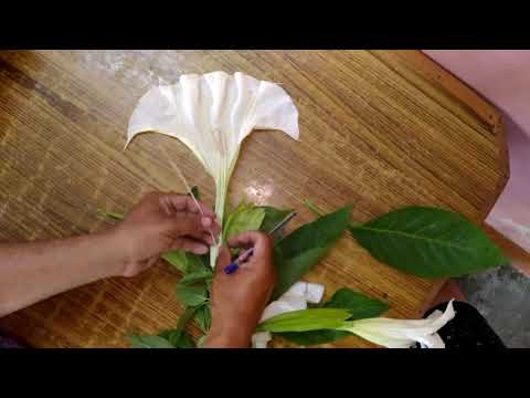 Video: Ընտանիք Solanaceae