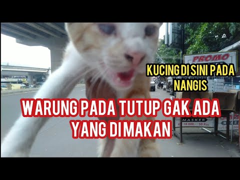 Video: Kucing Sendiri Memutuskan Untuk Hidup Berdampingan Dengan Manusia 5000 Tahun Yang Lalu - Pandangan Alternatif