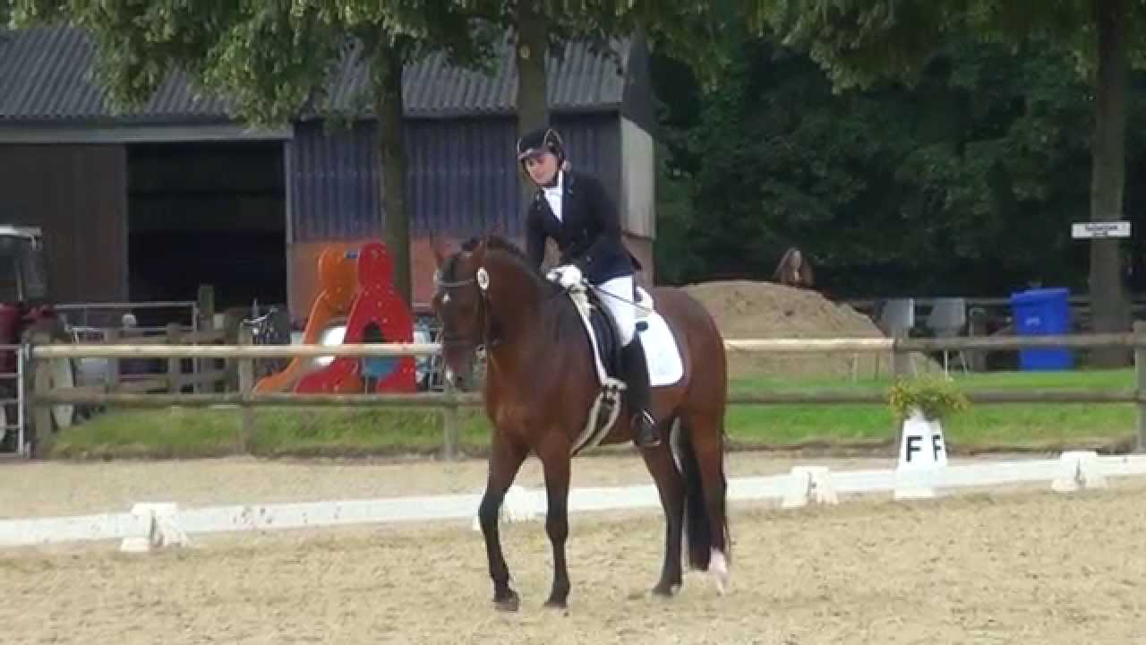 Dressur-Reiter-Prüfung RA 1/2 gelungen ! *** Note 8,2 ***