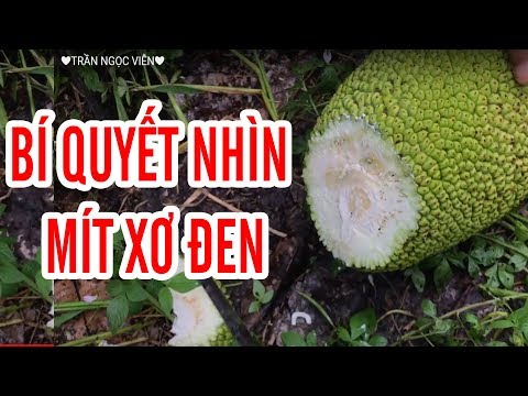 Video CÁCH CHỌN VÀ NHẬN BIẾT MÍT BỊ XƠ ĐEN Cách Phát Hiện... - youtube