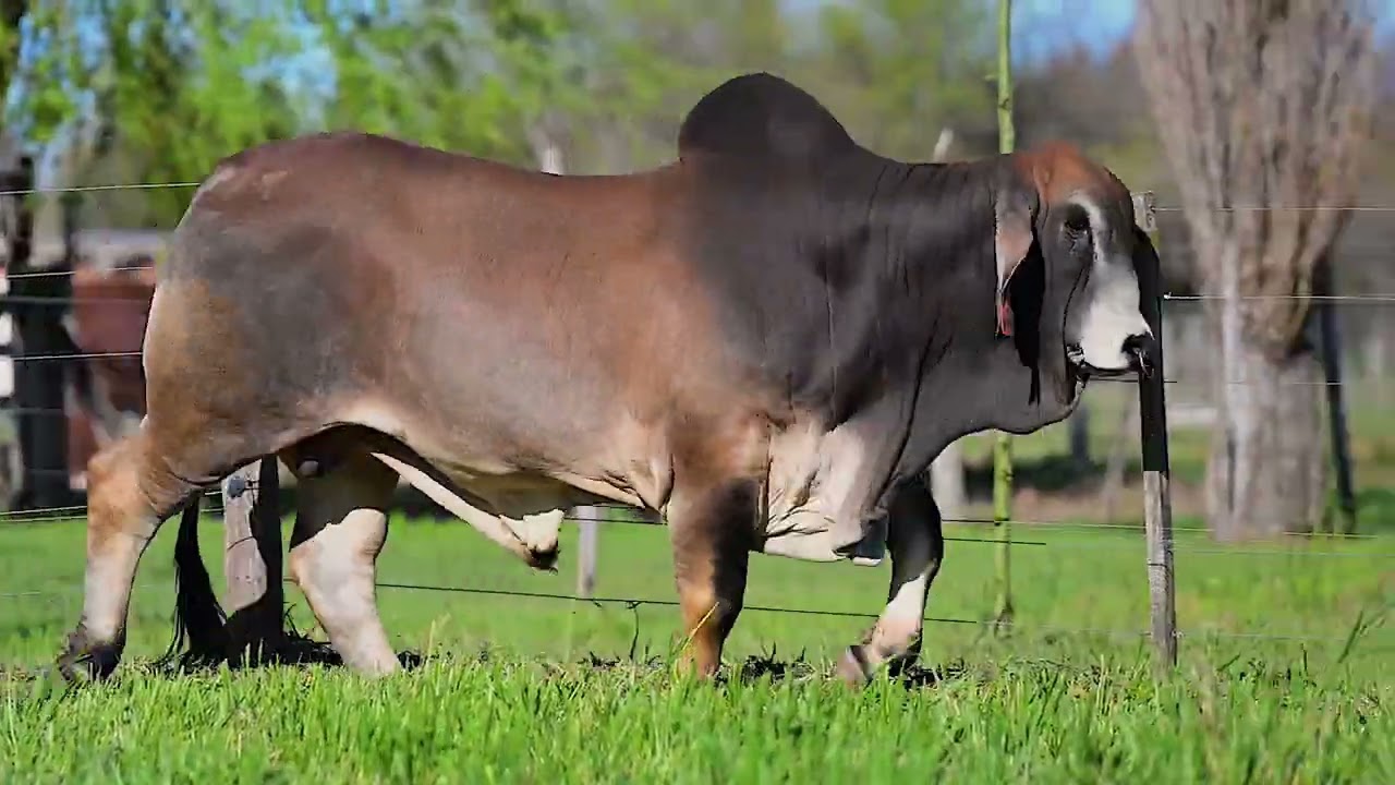 ILUSIONISTA - BRAHMAN COLORADO - SEMEX-CIAVT