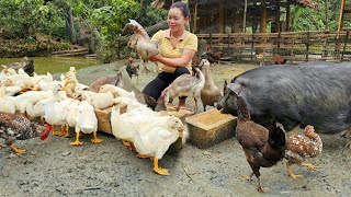 Feeding Pigs, Chickens, Ducks: Harvesting Long Beans to sell at the market | Trieu Mai Huong