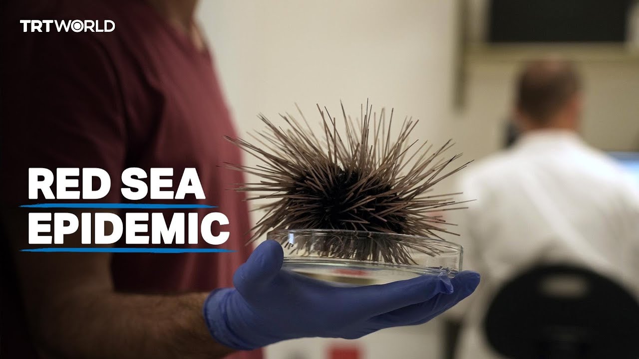 Red Sea corals at risk as epidemic kills off black sea urchins