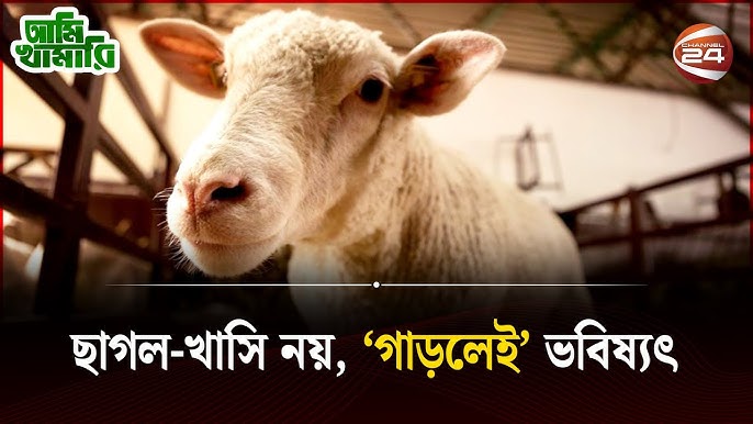 Katta dumba haqida veb-sayt