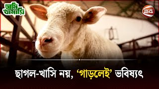 খাসির মাংসের চাপ কমাতে নতুন প্রজাতির ভেড়া 'গাড়ল' এর খামার | Ami Khamari | Sheep Farming | Channel 24