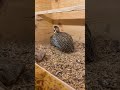 #mearnsquail #quails #bıldırcın #montezumaquail #bildircin #quail #keşfet
