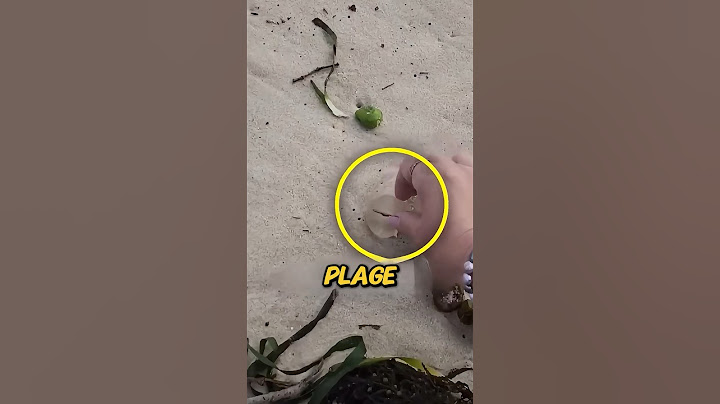 Ne touchez jamais à cette chose sur la plage 😨￼