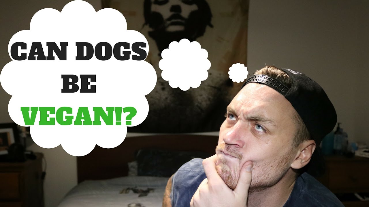 VEGAN PETS!? YouTube