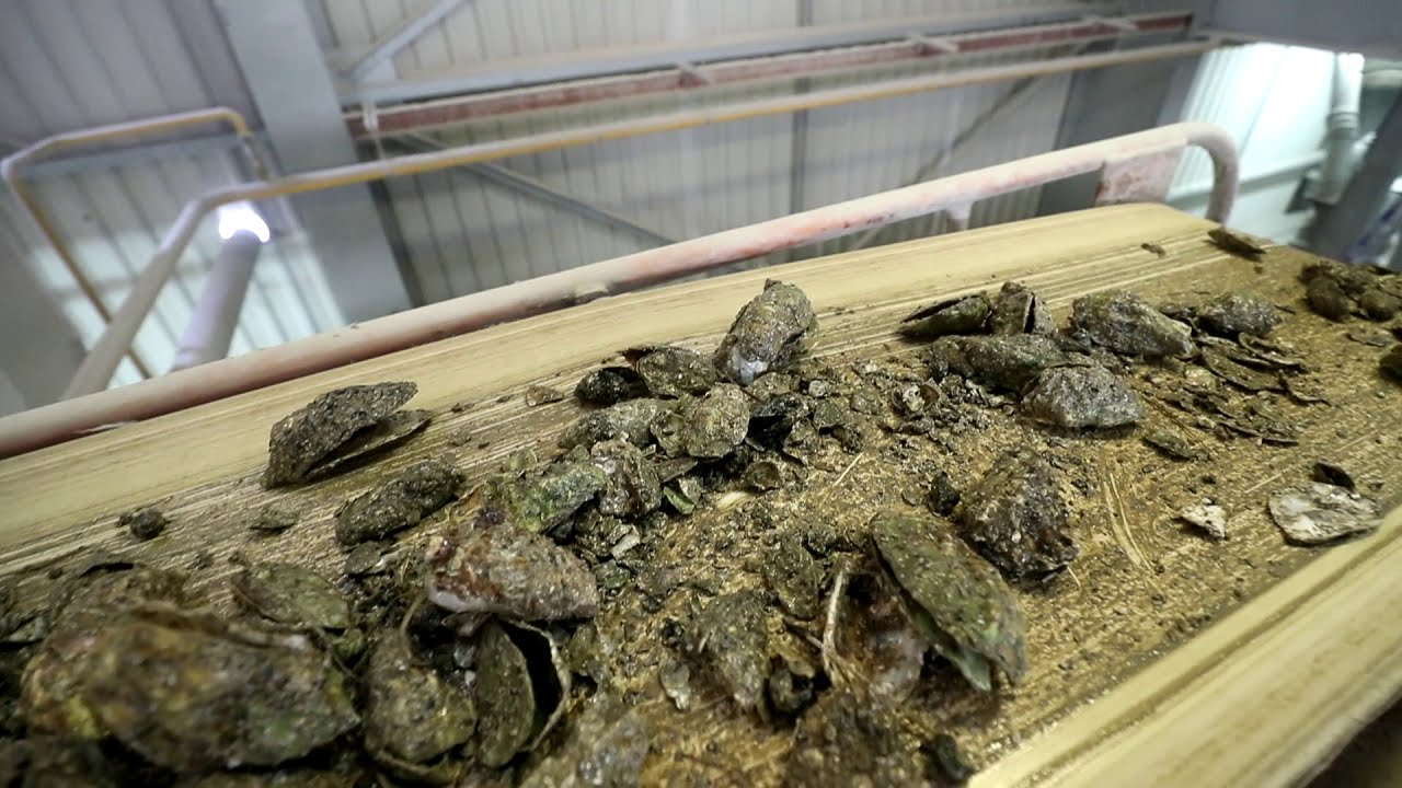 Périgny recyclage des coquilles d'huîtres par la société Ovive YouTube