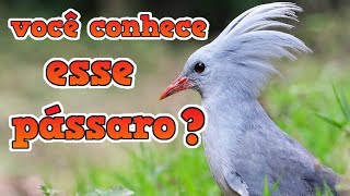 Você Conhece Esse Pássaro? - Cagu