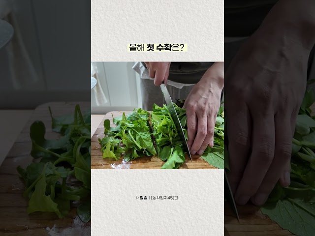 텃밭 채소를 수확하기 시작했어요!
