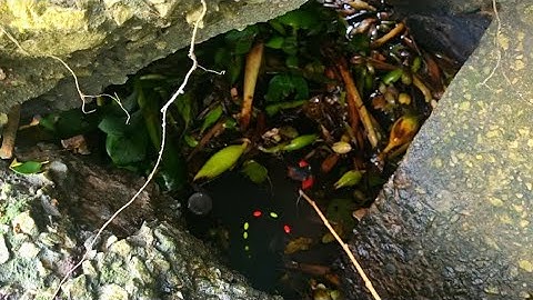 Tập 16 - Câu Cá Rô Đồng Ngày Mưa Bão Giật Toàn Cá Mập Ú, Bắt Bầy Cá Rô Lên Bờ | Trương Miền Tây