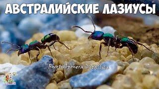 Завел АВСТРАЛИЙСКИХ металлических муравьев ● Rhytidoponera metallica
