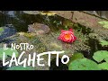 Il nostro LAGHETTO🐠