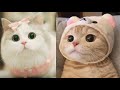 Mood Booster - Cute and Funny Baby Cat Videos Compilation | Sleepy Kitty