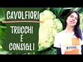 Coltivare CAVOLFIORI: dalla semina alla raccolta