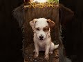 Meet Nelson | The Loyal Heart of The Night Riders