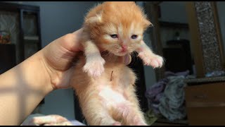 Newborn Kittens First Week! Kittens Meowing How Cute And Tiny They Are