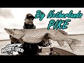 Big netherlands pike