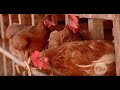 ¿Cómo lograr una dieta balanceada en gallinas ponedoras?  - La Finca de Hoy