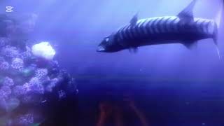 Finding Nemo [2003] - Barracuda Screen Time Finding Nemo 2003 Barracuda Scene