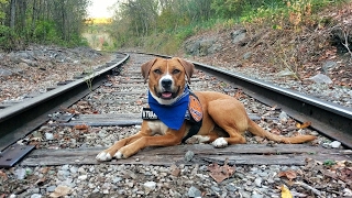 Knoxville Dog Trainers ~ Maggie: Boxer / Lab Mix, 2 Week Board & Train
