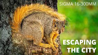 Can One Lens Do It All? - Sigma 16-300Mm Test Sony A6700