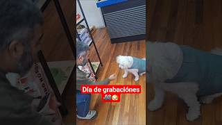 Acompañenme a mi día de trabajo 🎥🐶 #publicidad #petinfluencer #undíaconmigo #perrostiktok #mascotas