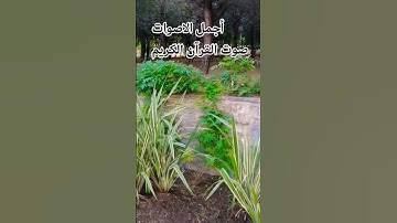 قران كريم🤲❤️ بصوت جميل للشيخ ياسر الدوسري #ياسر_الدوسري #المصحف #اكسبلور 😍#راحة_نفسية #الرحمن