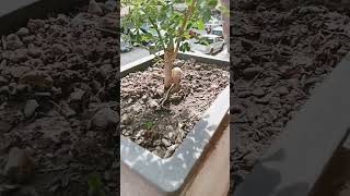 มะสังบอนไซ Bonsai ไม้แคระ baby anthurium art บังอิบพังสาย youtubeshort a ความงาม babyshark 