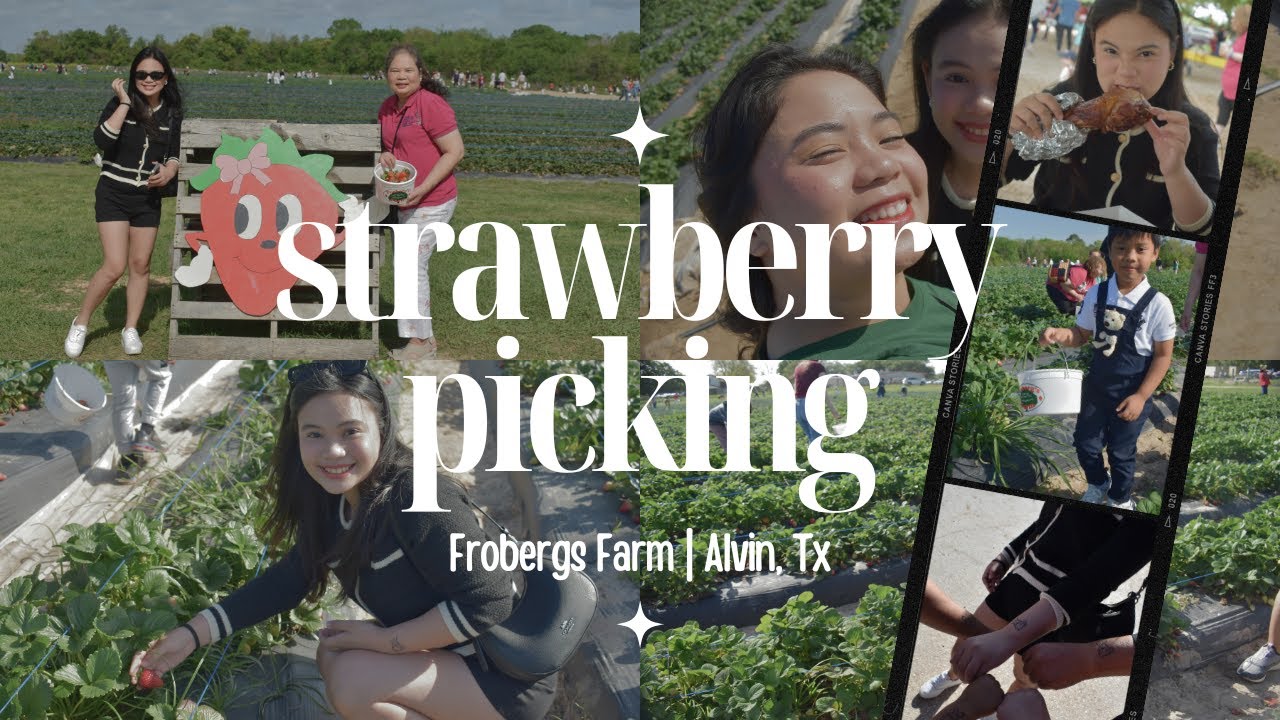 Strawberry Picking Frobergs Farm Alvin, Texas YouTube