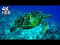 4K Aquarium No Music. 4K Coral Reef Aquarium With Water Sounds. 4K Video Ultra HD | Turtle Aquarium