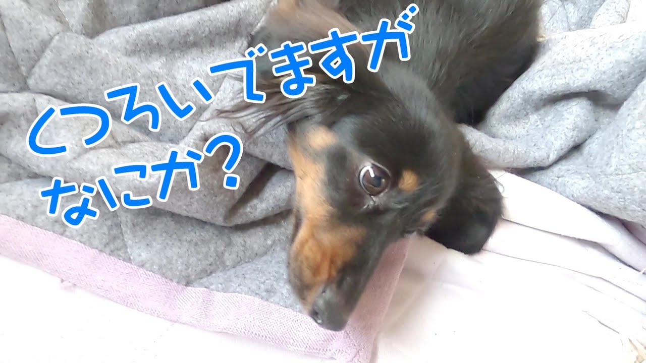 カニンヘンダックス くつろいでますがなにか プルートの日常動画 Dachshund Youtube