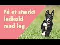 Lær din hund at komme når du kalder - sjov indkaldstræning