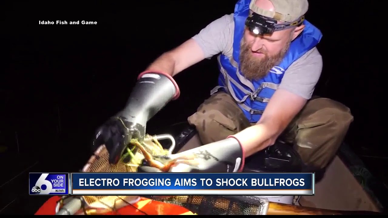 Idaho Fish and Game zapping invasive bullfrogs in north Idaho - YouTube