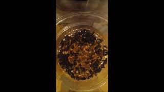 Dermestids Canada Mealworm Timelapses 2017 2019  #10,073 33
