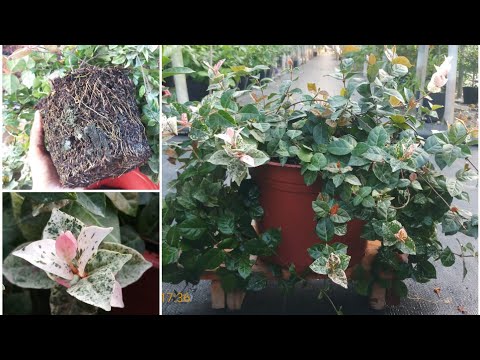 Video Cách trồng cây thằn lằn cẩm thạch ( cây vảy ốc cẩm... - youtube