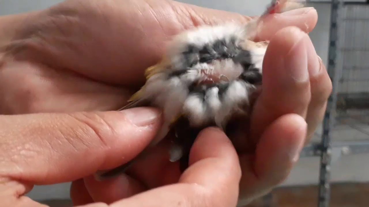 AVIARY BLACKTHROAT PERTAMA, POLIGAMI 🤭