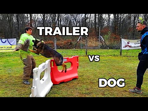 COURIR PLUS VITE QU'UN CHIEN ?