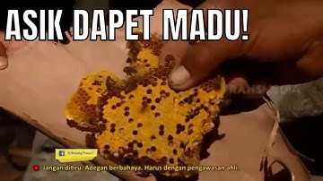 Belajar Cara Mengambil Madu Lebah Batu Bareng Bolang | BOCAH PETUALANG (26/05/21)