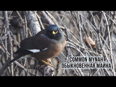 Common Mynah | Обыкновенная майна