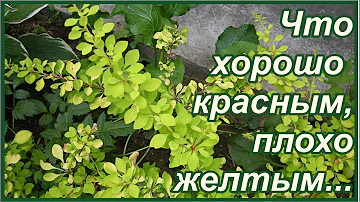 Не стоит прощаться с желтыми барбарисами! Из опыта любителя барбариса в саду ).
