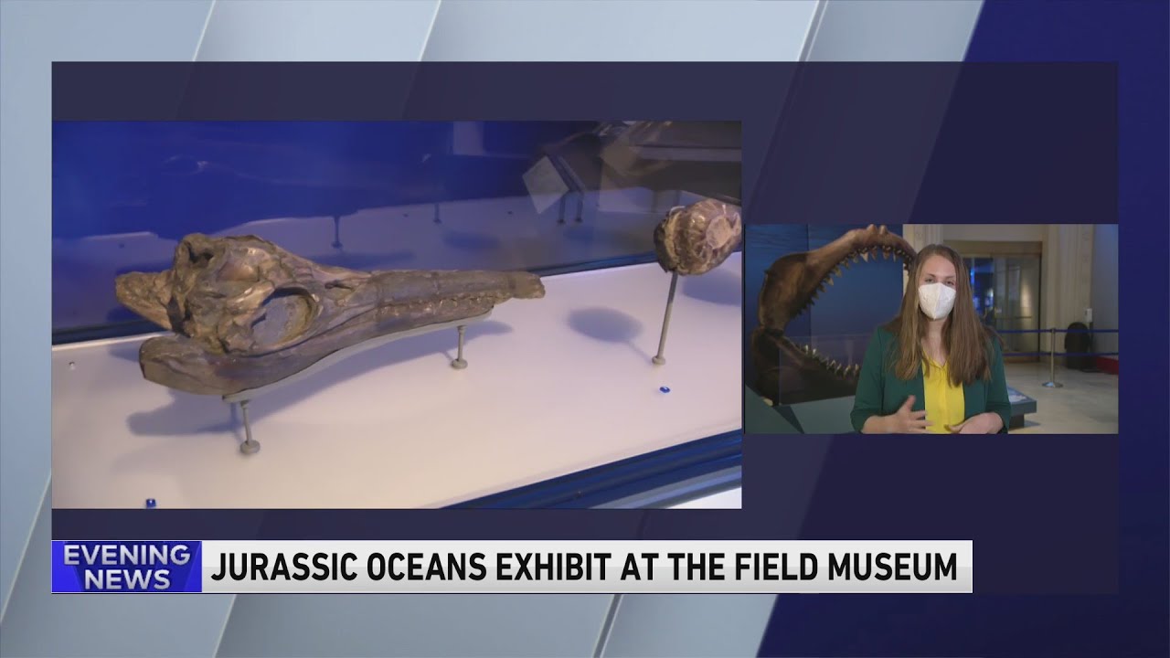 Jurassic Oceans exhibit opens at Chicago Field Museum YouTube
