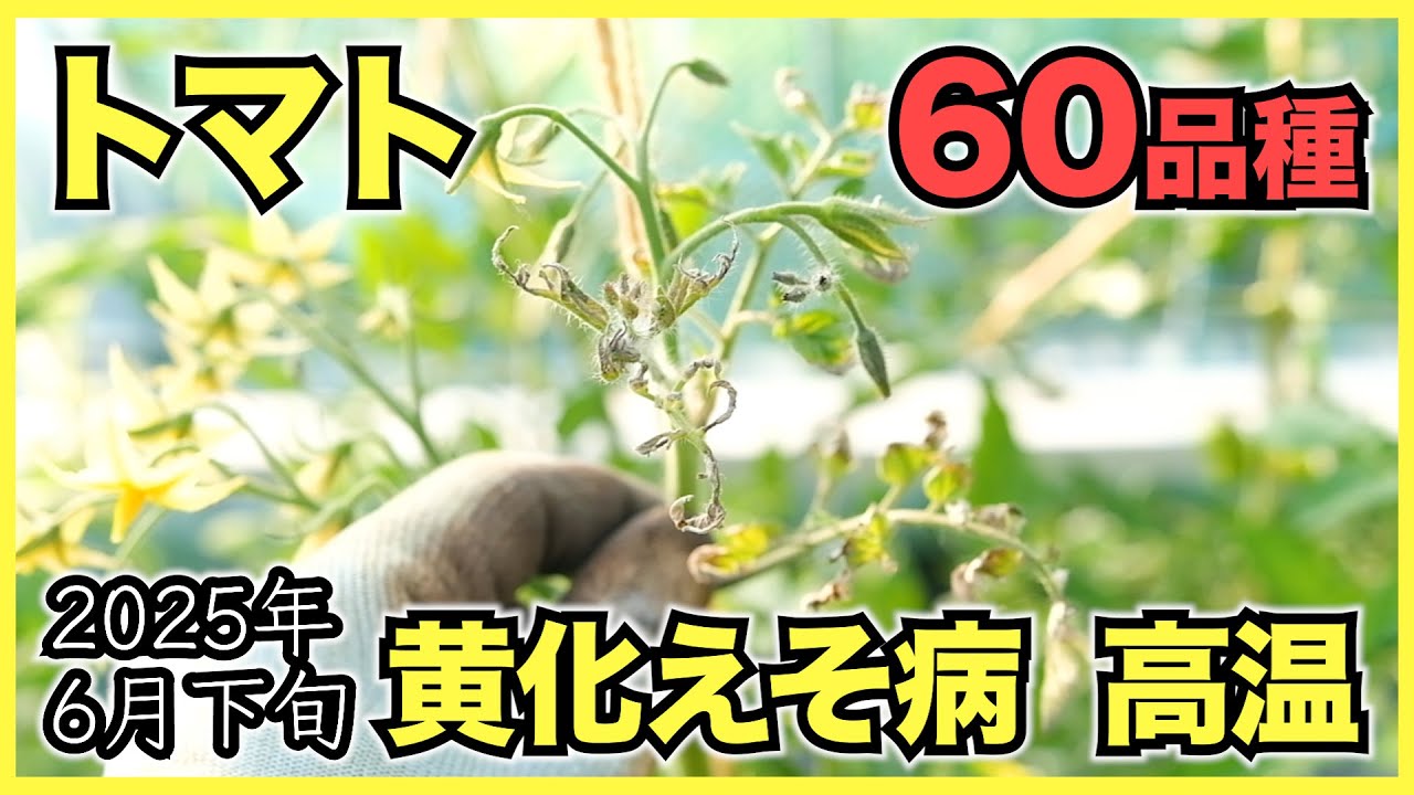 Cherry Tomatoes] 60 varieties of tomatoes suspected to be affected